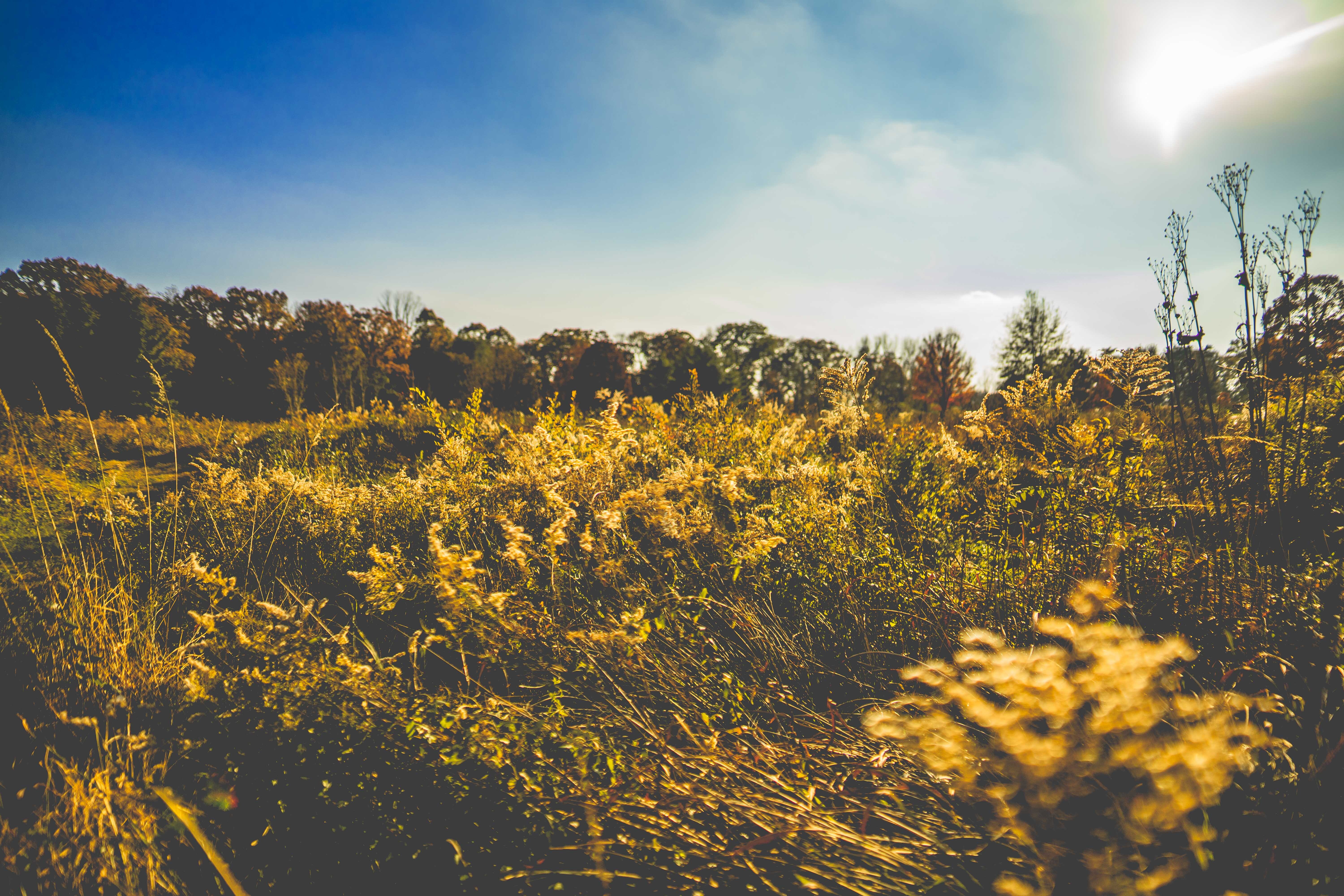 Fields